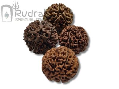 Five Mukhi Rudraksha from Papua